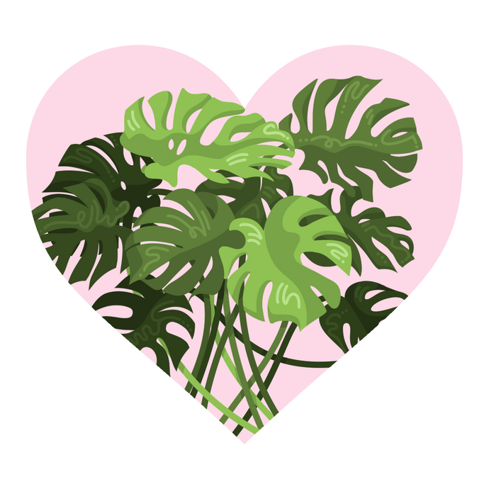 Monsteras (2.5 x 2.3 in.)